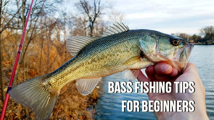 Bass Fishing Tips for Beginners